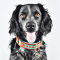 Preview: Dog with a Mission Halsband Paddy Lee